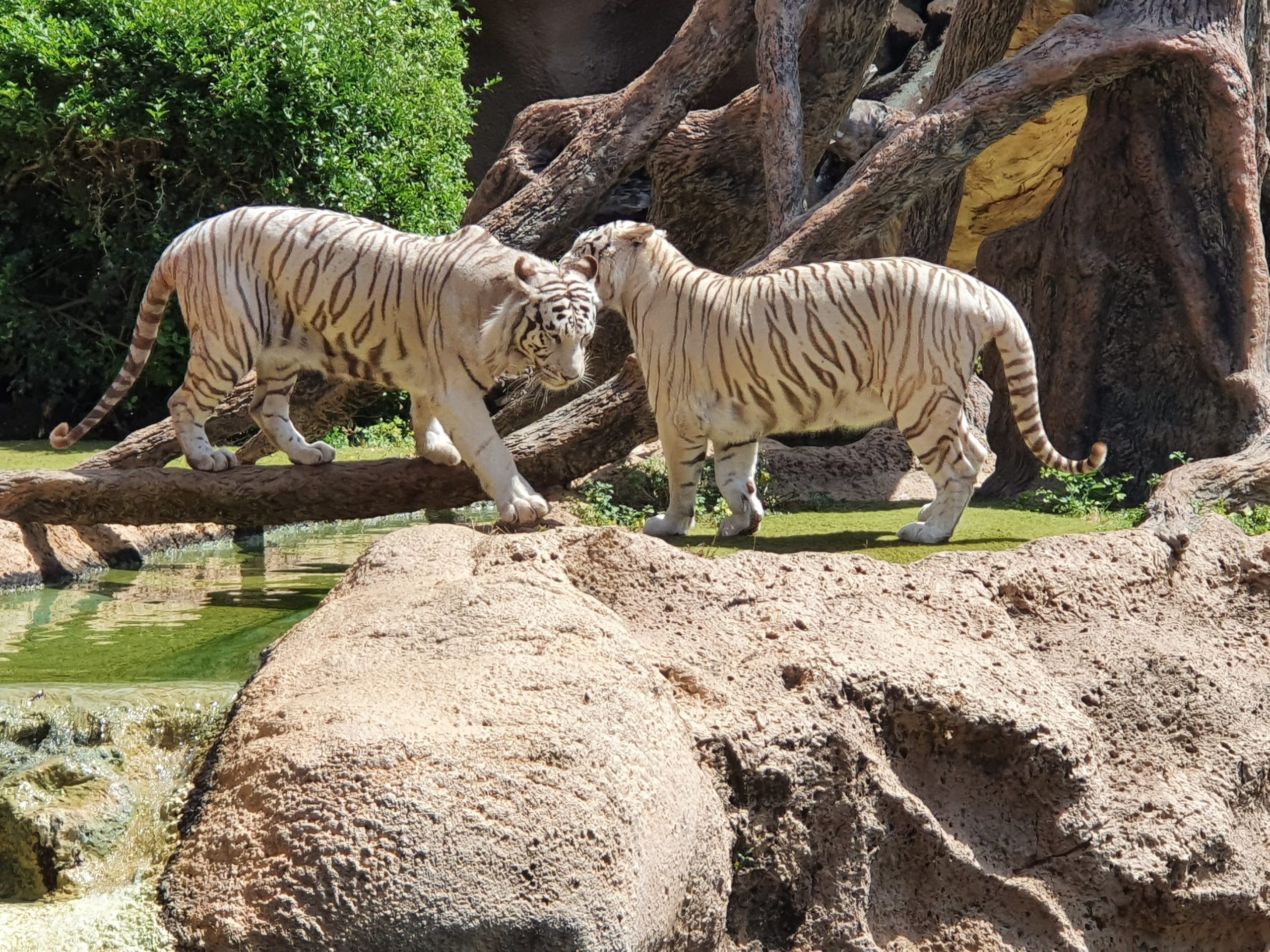 Loro Park, Teneriffa