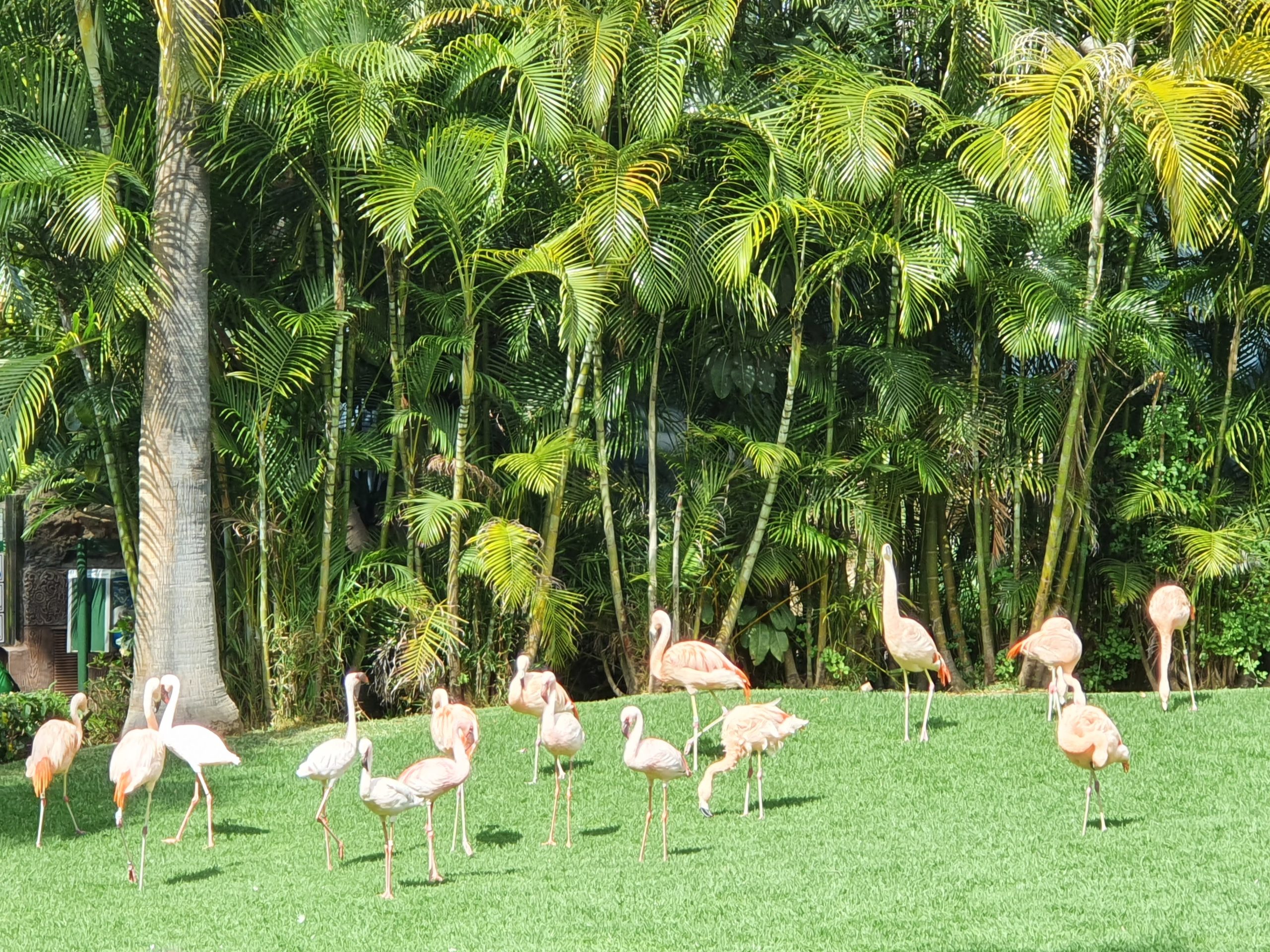 Loro Park, Teneriffa